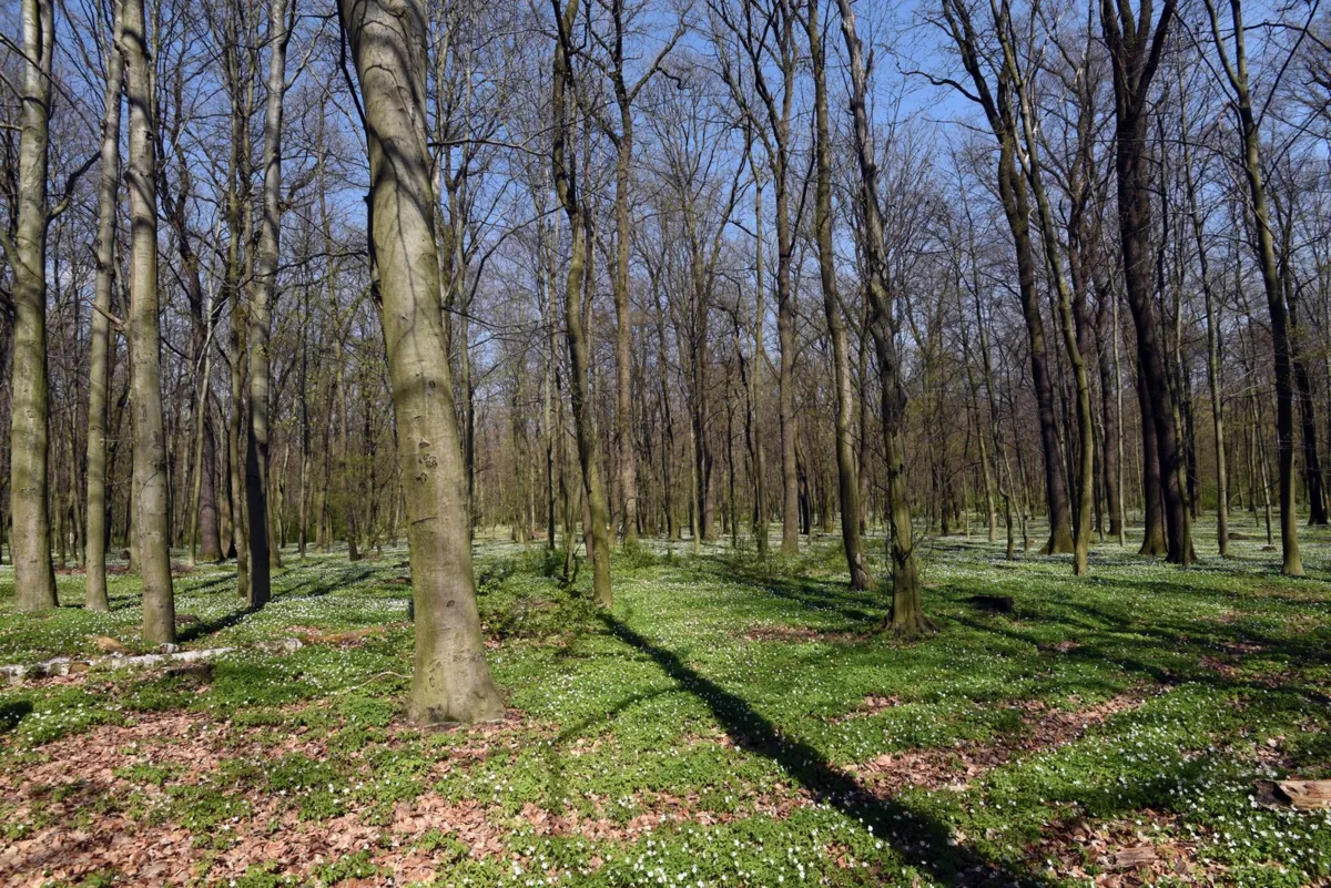 W całej Polsce rośnie zagrożenie pożarowe