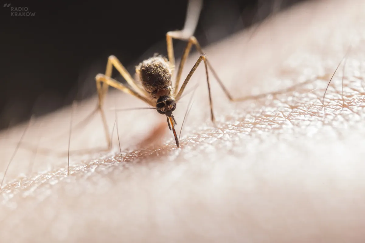 Zoolog: chmary komarów to norma podczas wilgotnego lata; w ich zwalczaniu pomagają np. żaby