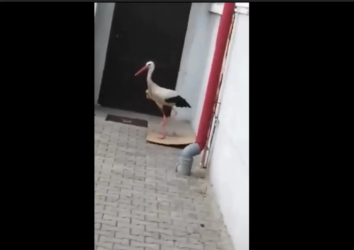 Bocian dobijał się do spytkowickiego urzędu. W sobotę było nieczynne. WIDEO