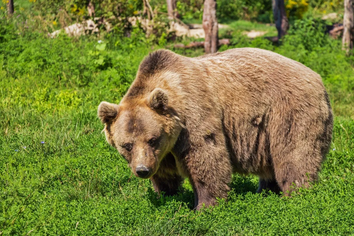 Słowacy uśpili niedźwiedzicę. Jedno z młodych trafi do zoo, drugie jest poszukiwane