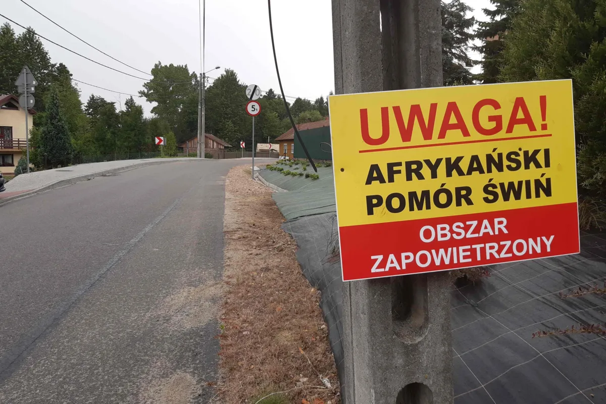 Jest drugi przypadek ASF w regionie tarnowskim