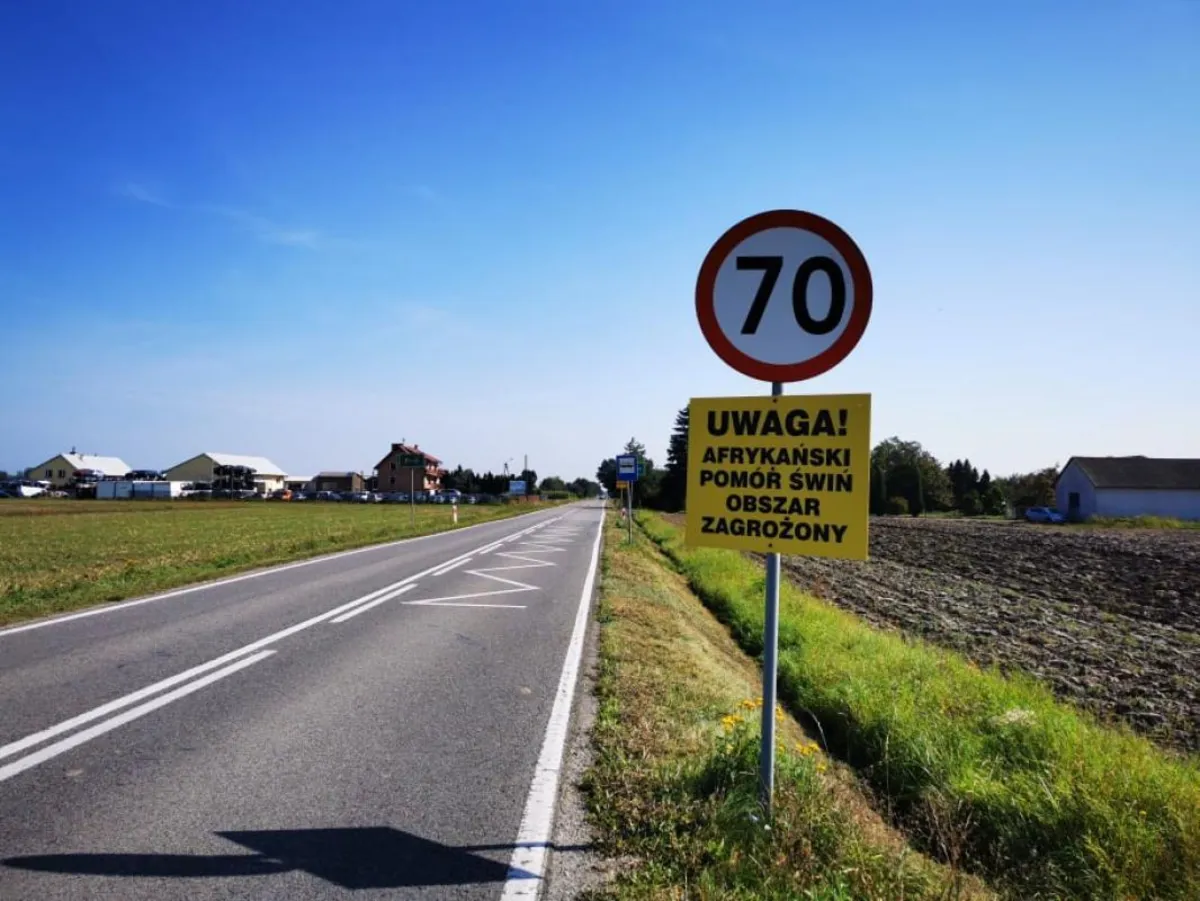 Kolejne ognisko Afrykańskiego Pomoru Świń na Powiślu Dąbrowskim