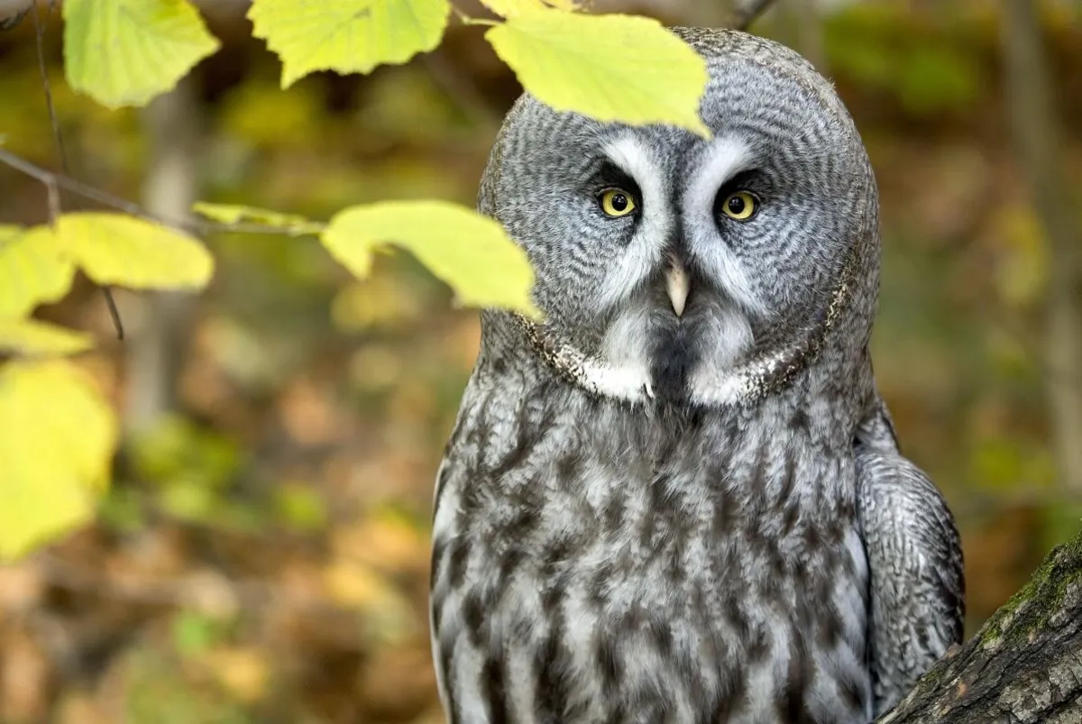 Krakowskie ZOO ogłasza jesienny konkurs plastyczny i fotograficzny