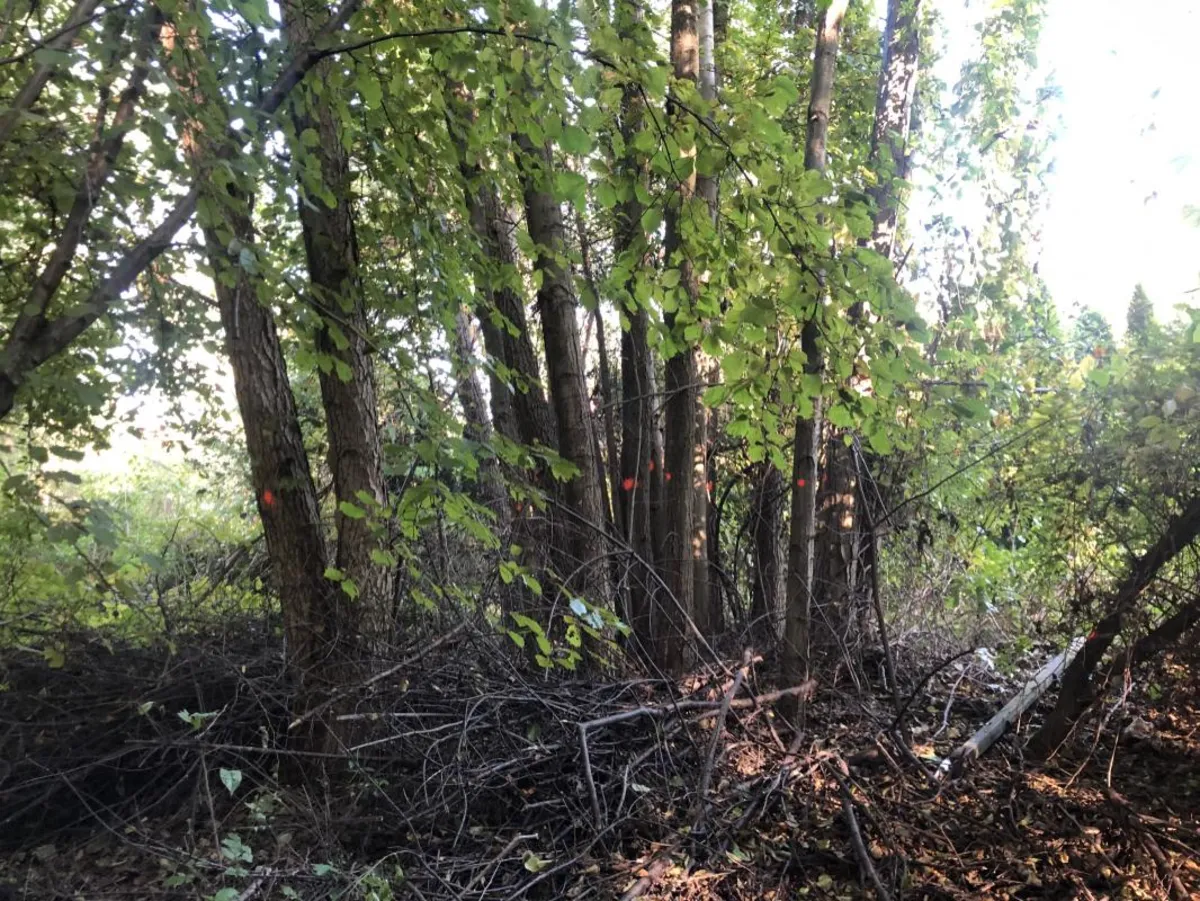 Wycinka drzew między Hamernią a Wiedeńską w Krakowie
