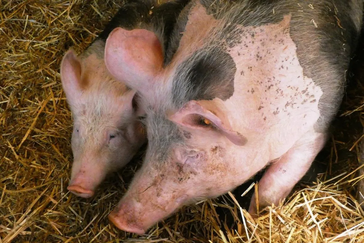 Afrykański Pomór Świń nie odpuszcza na Powiślu Dąbrowskim