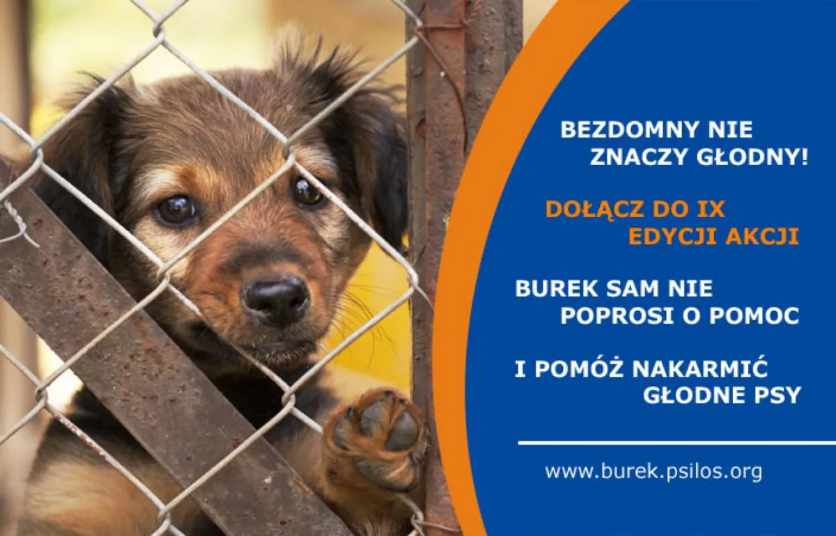 Bezdomne nie znaczy głodne! - IX edycja akcji „Burek sam nie poprosi o pomoc”.