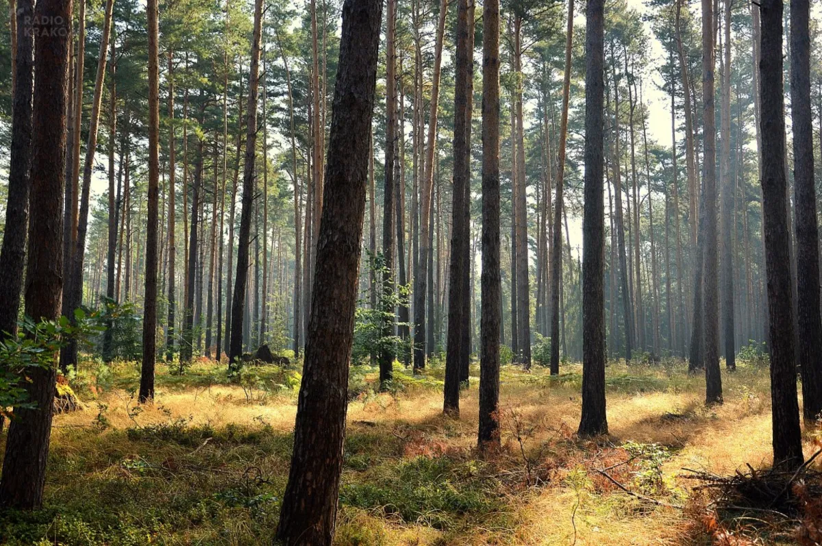 IBL: zagrożenie pożarowe we wszystkich polskich lasach