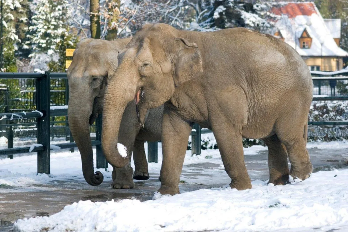 W krakowskim ZOO powstała zimowa ścieżka zwiedzania