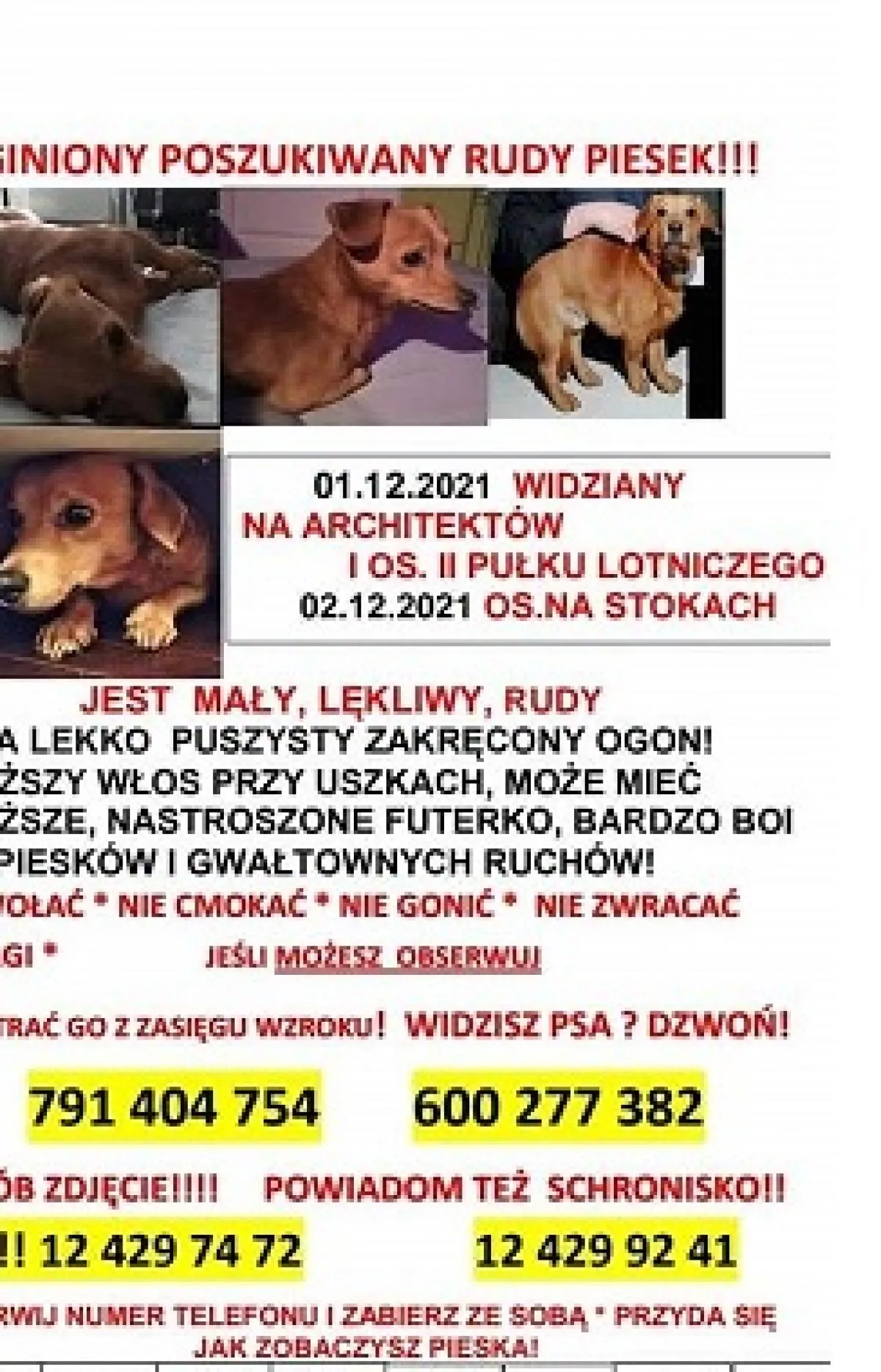 Przedświąteczna psia zguba... Ratunku