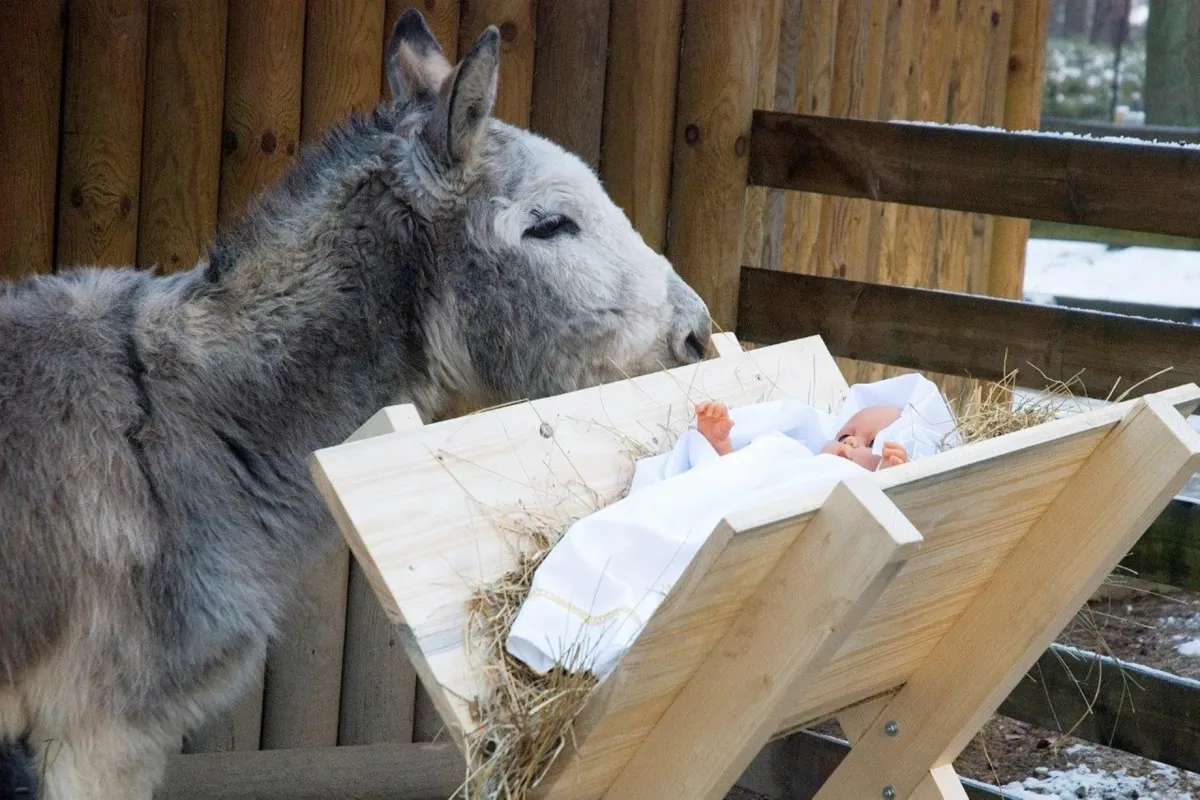 Ogród Zoologiczny w Krakowie zaprasza na żywą szopkę