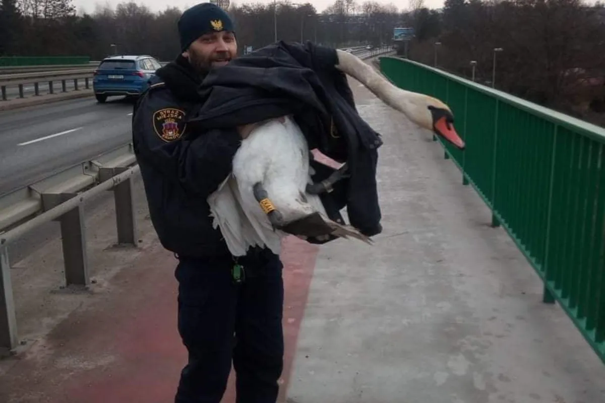 Kraków: strażnicy miejscy uratowali łabędzia