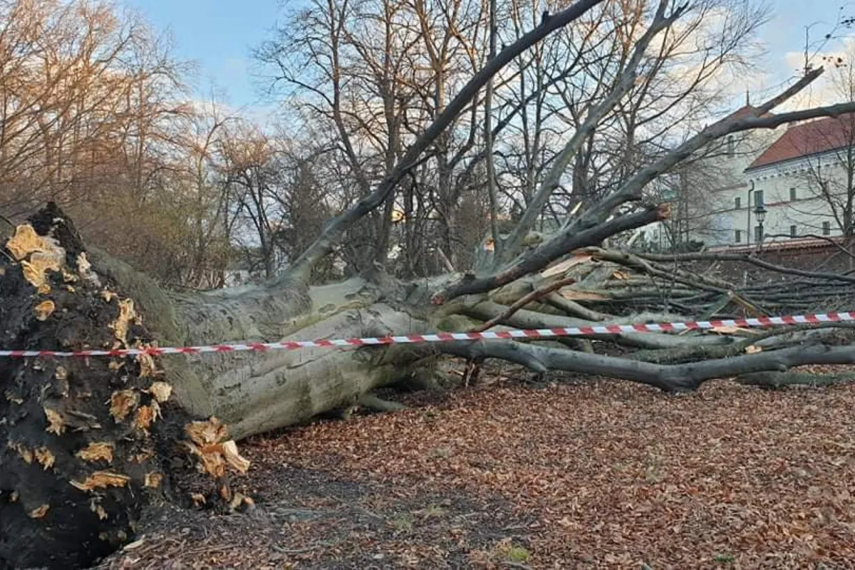 Kolejne stare i piękne drzewo, pomnik przyrody w centrum Krakowa, powalone przez wiatr