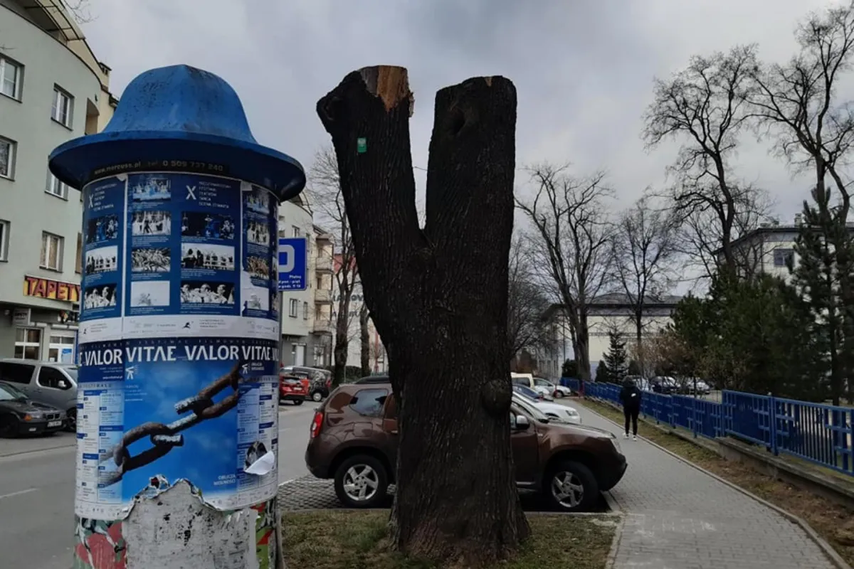 Z tarnowskiego pomnika przyrody został tylko kikut