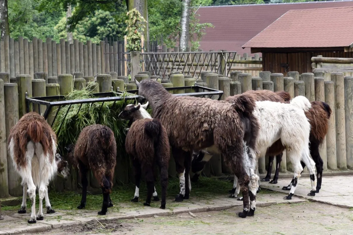 Muzeum Krakowa i krakowskie ZOO otwierają się dla uchodźców