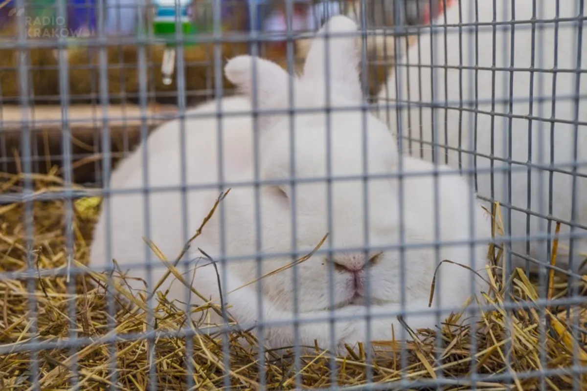 Międzynarodowa Wystawa Rolnicza "Agropromocja"
