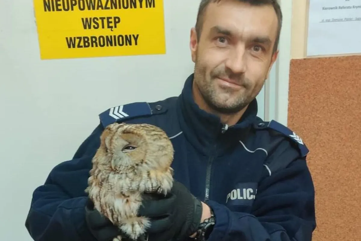 Policjanci z Libiąża uratowali ranną sowę 