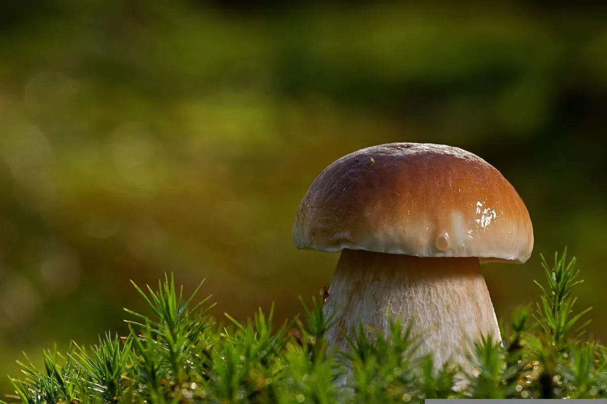 Beskidy: Dobra pogoda dla grzybiarzy; są m.in. borowiki i koźlarze