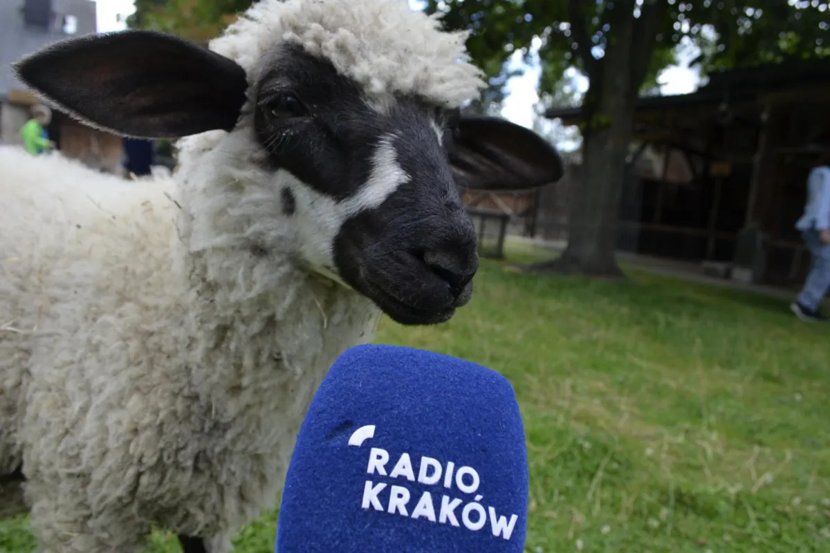 Dzień Otwarty na farmie LaMa w Tyliczu