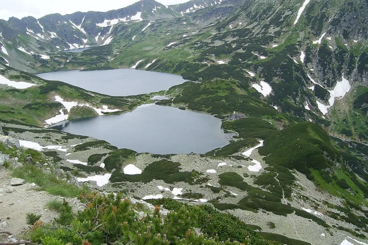 Schronisko w dolinie Pięciu Stawów Polskich w Tatrach poszukuje właściciela psa