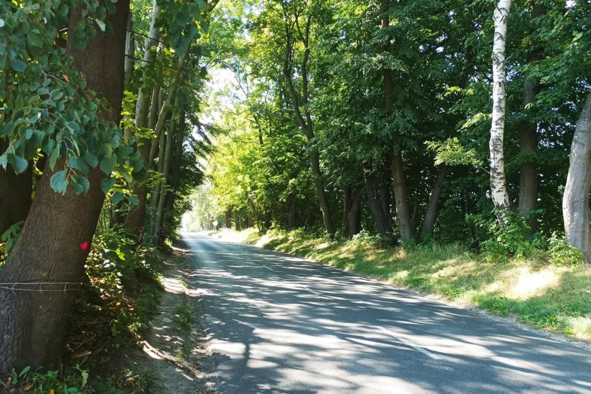 W gminie Zabierzów dojdzie do wycinki 300 zdrowych drzew. " Zabrnęliśmy już na finał, jest za późno na zmiany"