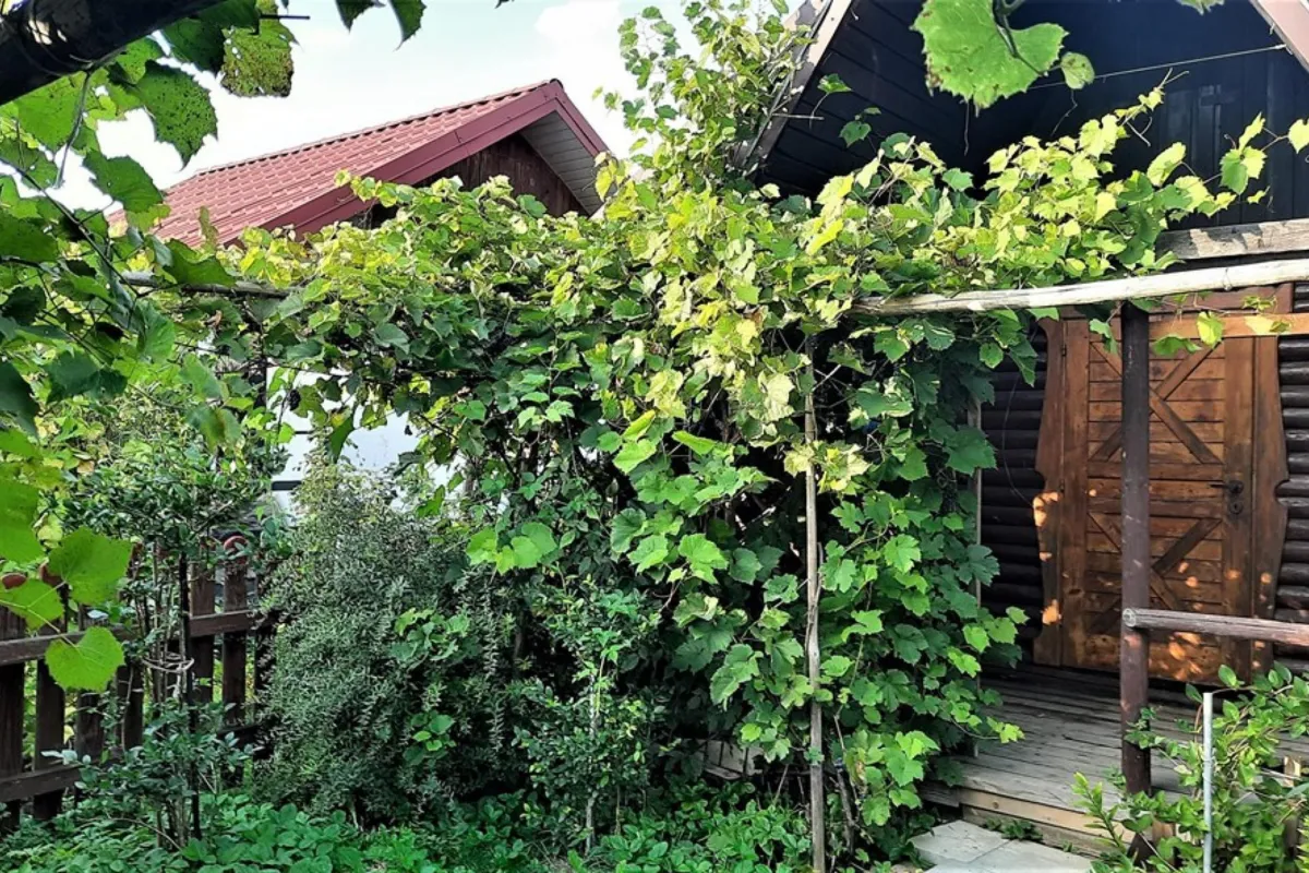 Krynica-Zdrój: Weszli do cudzej daczy, aby urządzić libację alkoholową 