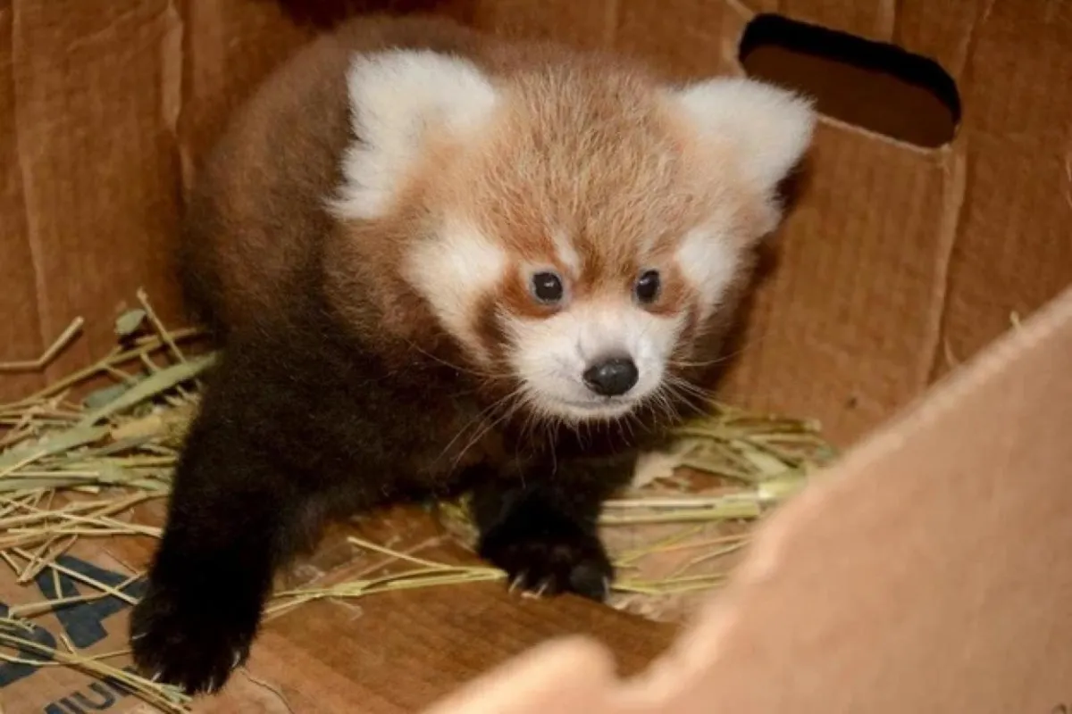 Kraków: Bona – wybrano imię pandy małej urodzonej w ogrodzie zoologicznym