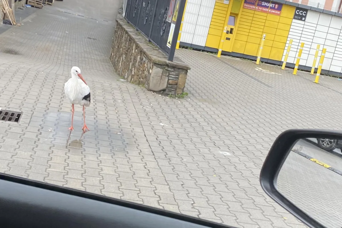 Bocian Felek nie poleciał do Afryki - zatrzymał się w Rabce