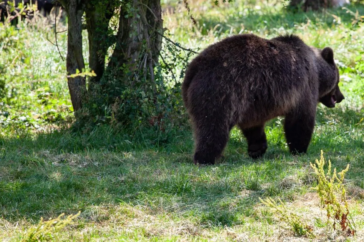 Apel o zachowanie ostrożności - w gminie Limanowa pojawił się niedźwiedź