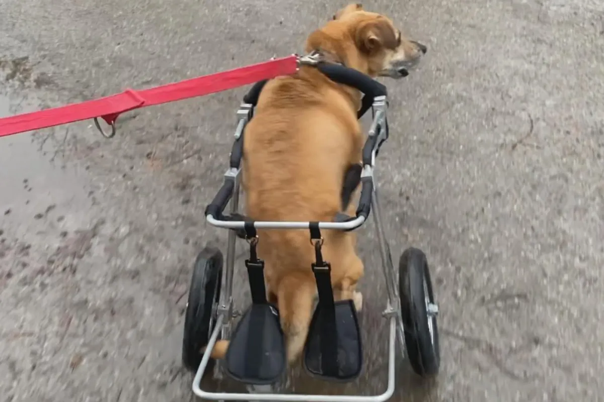 Cztery niepełnosprawne psy ze schroniska w Krakowie otrzymały wózki inwalidzkie
