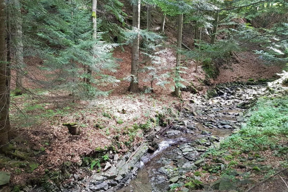 Apel o wstrzymanie wycinki drzew w miejscu planowanego rezerwatu