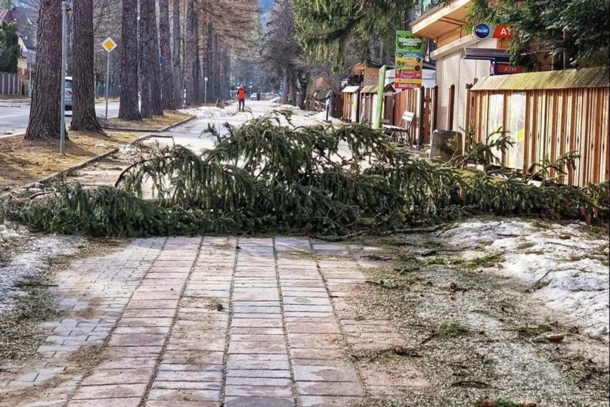 Huraganowy wiatr powalał w nocy drzewa w Małopolsce. 50 interwencji strażaków