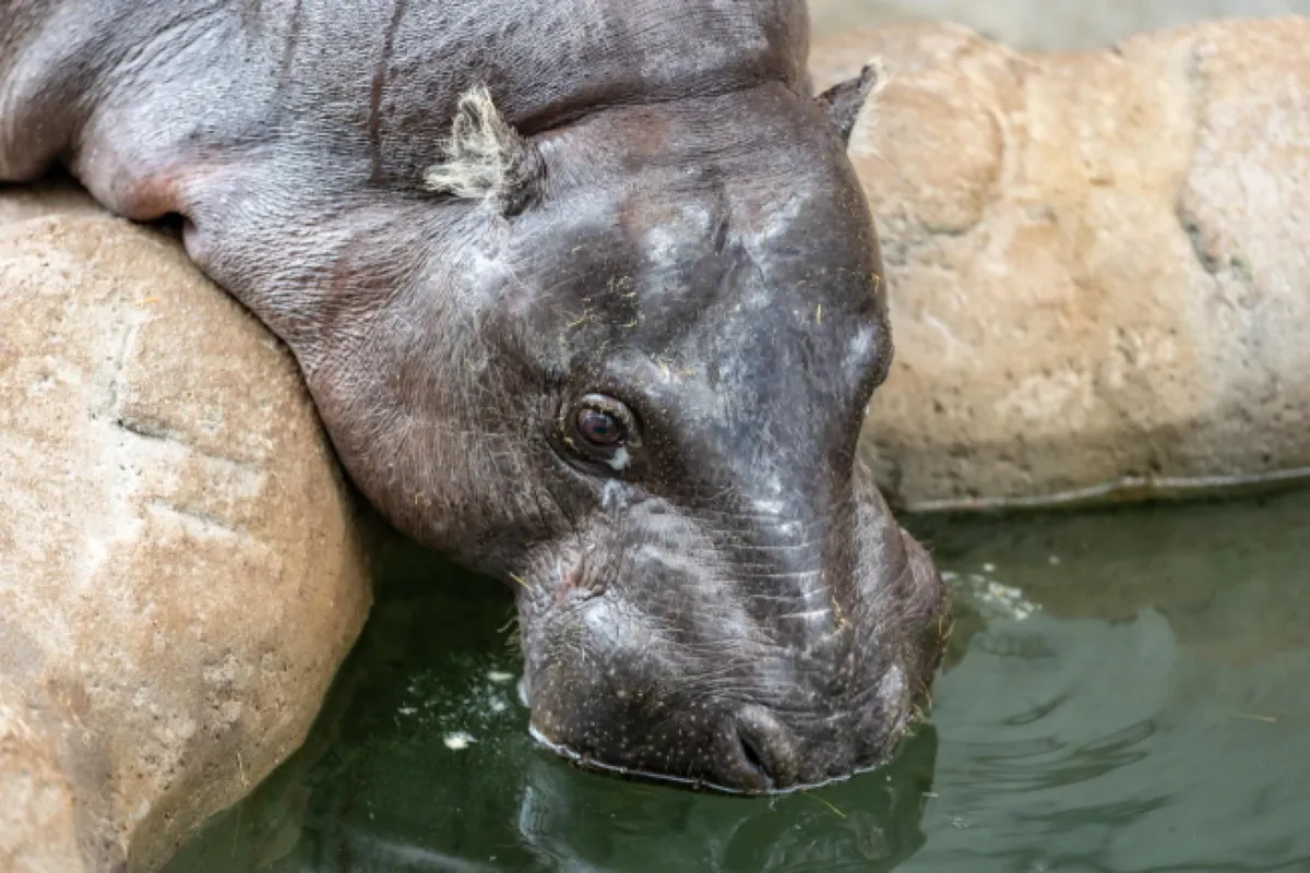 Nowy wybieg dla hipopotamów karłowatych  w krakowskim ZOO
