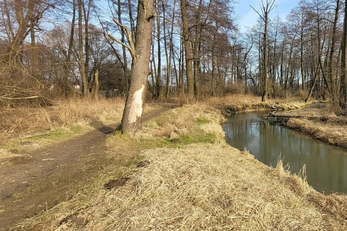 Czy na Prądniku Białym powstaną nowe zielone płuca Krakowa? Chce tego część miejskich radnych