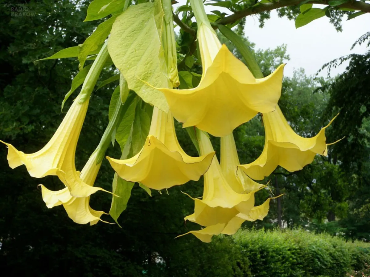Grzegorz Finowski: Mieszkańcy oczekują powiększenia Ogrodu Botanicznego 