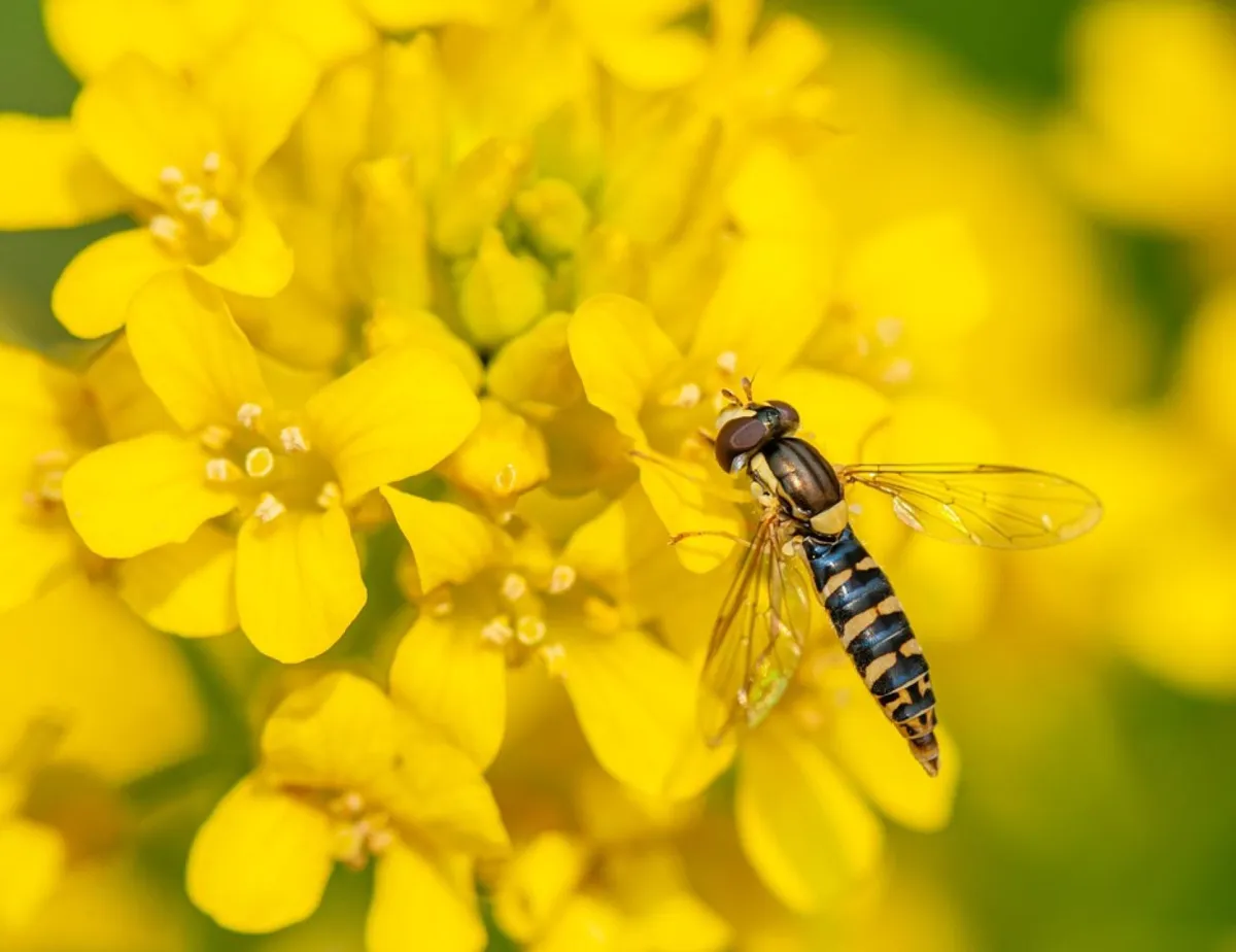 Amerykanie mówią na nie sweet fly