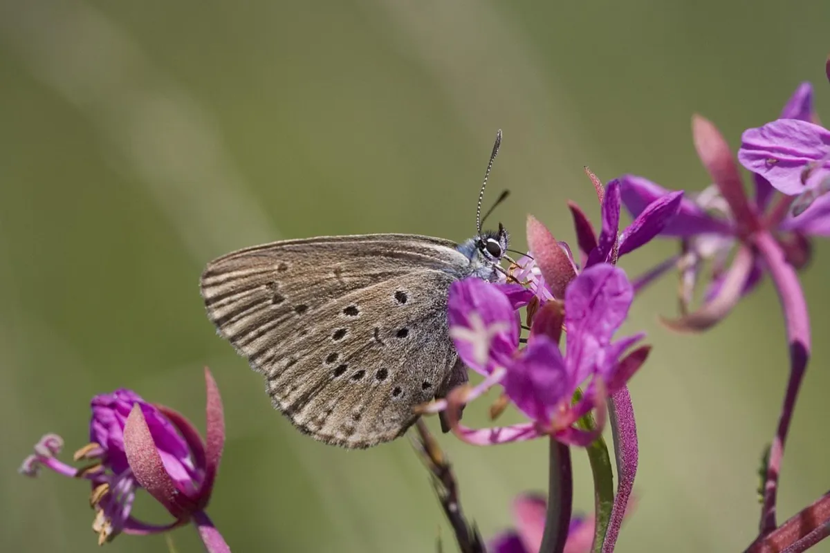 Motyl, który spędza dzieciństwo w mrowisku