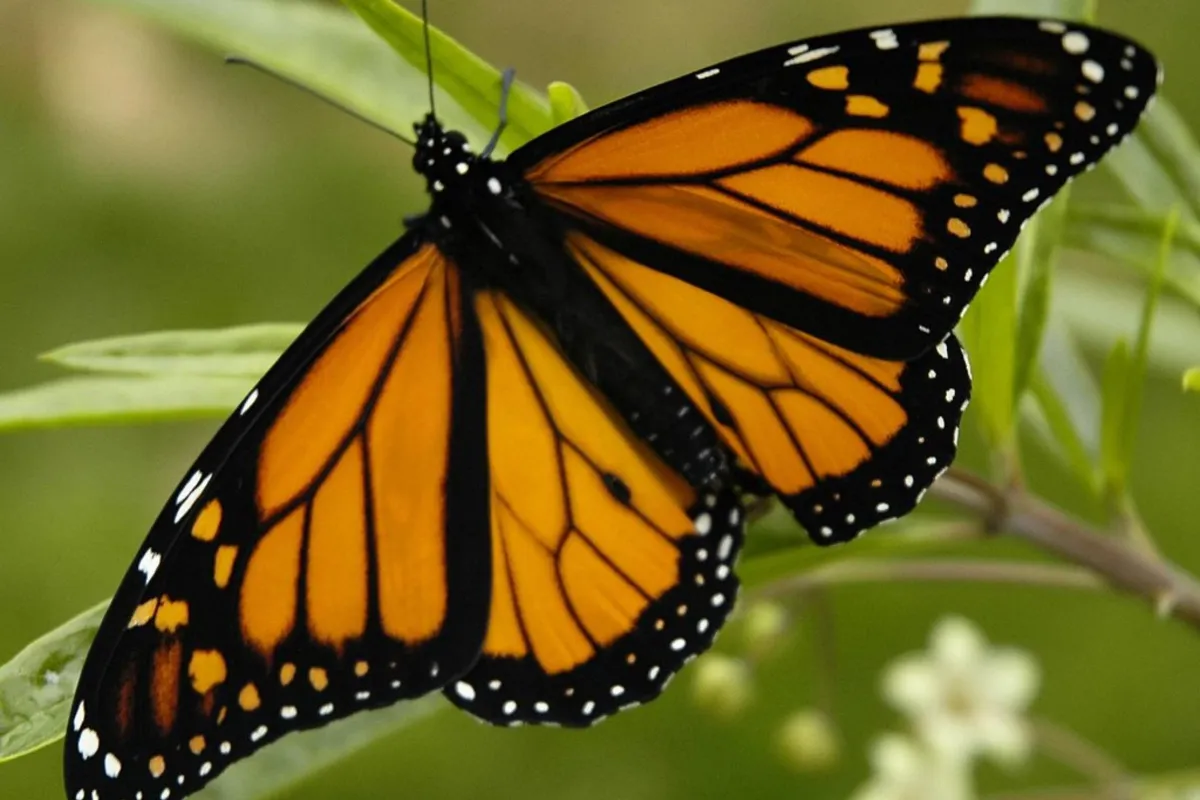 Danaus plexippus jest piękny, niebezpieczny i zagrożony wyginięciem