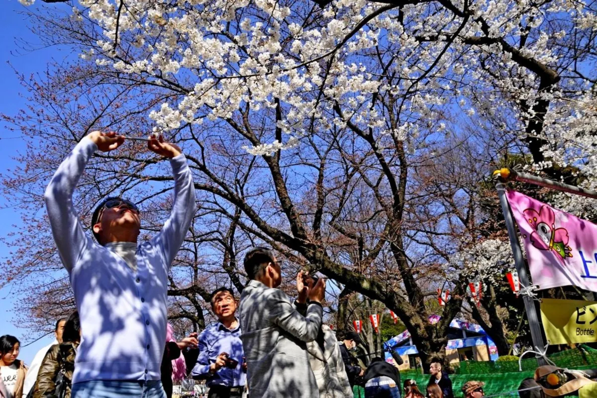 SAKURA I HANAMI 2024
