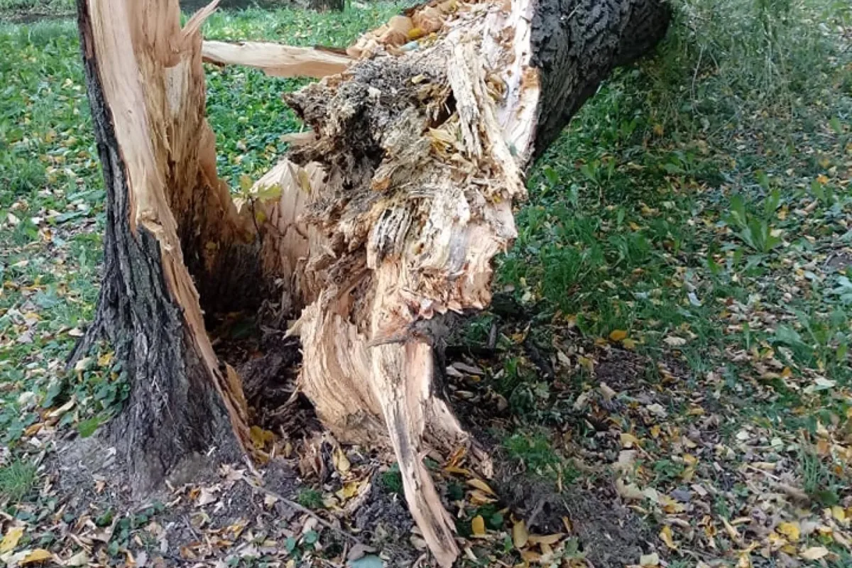 Synoptycy ostrzegają przed silnym wiatrem - ma wiać w porywach do 80 km/h