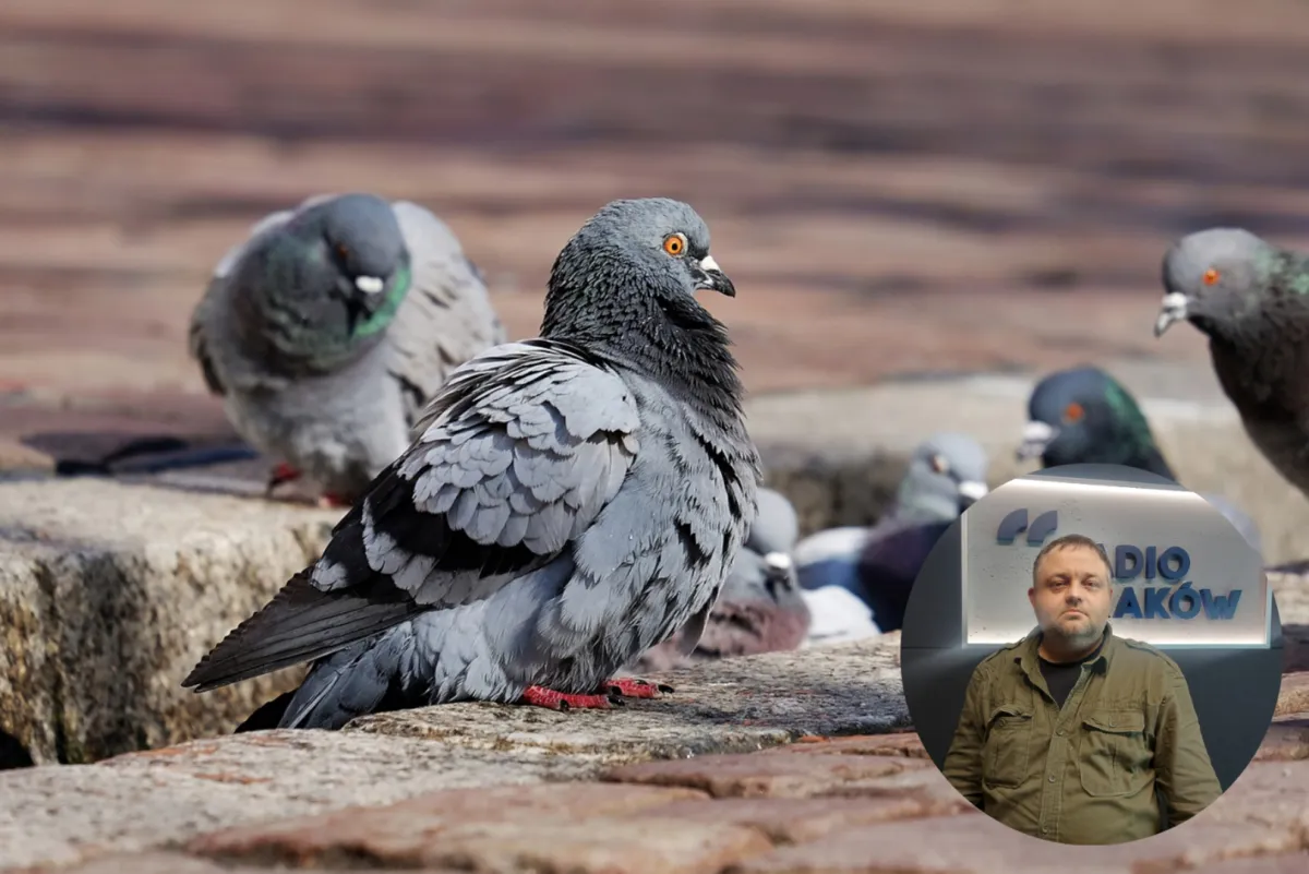 Krakowianie ratują gołębie. "Akcja Sznurek" już w najbliższą sobotę