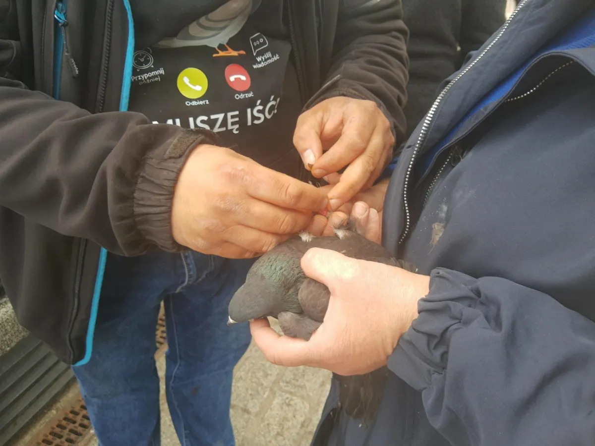 "Akcja Sznurek", czyli na ratunek krakowskim gołębiom 