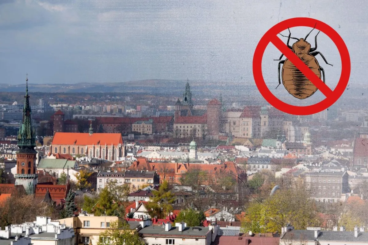 Plaga pluskiew w Krakowie -  mieszkańcy zmagają się z nią nie od dziś!