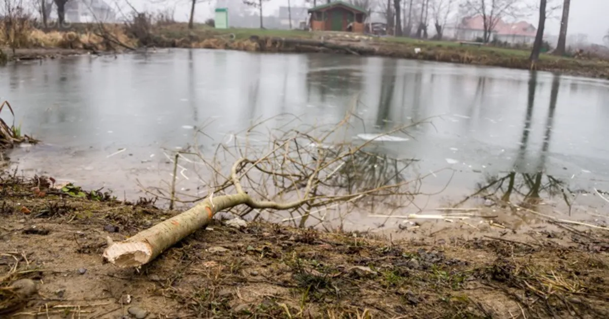 Bobry dają się we znaki mieszkańcom Nowego Sącza