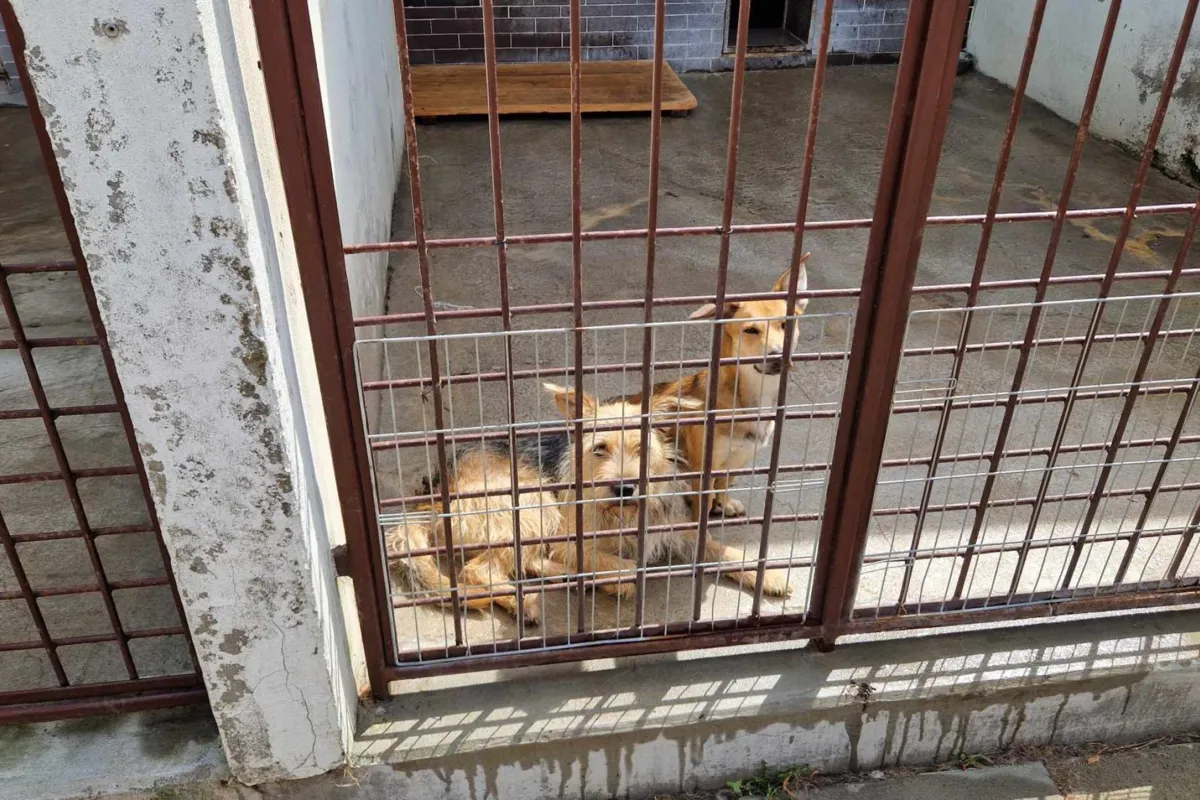 Na pomoc krakowskiemu schronisku. Urząd Miasta rusza ze specjalną akcją