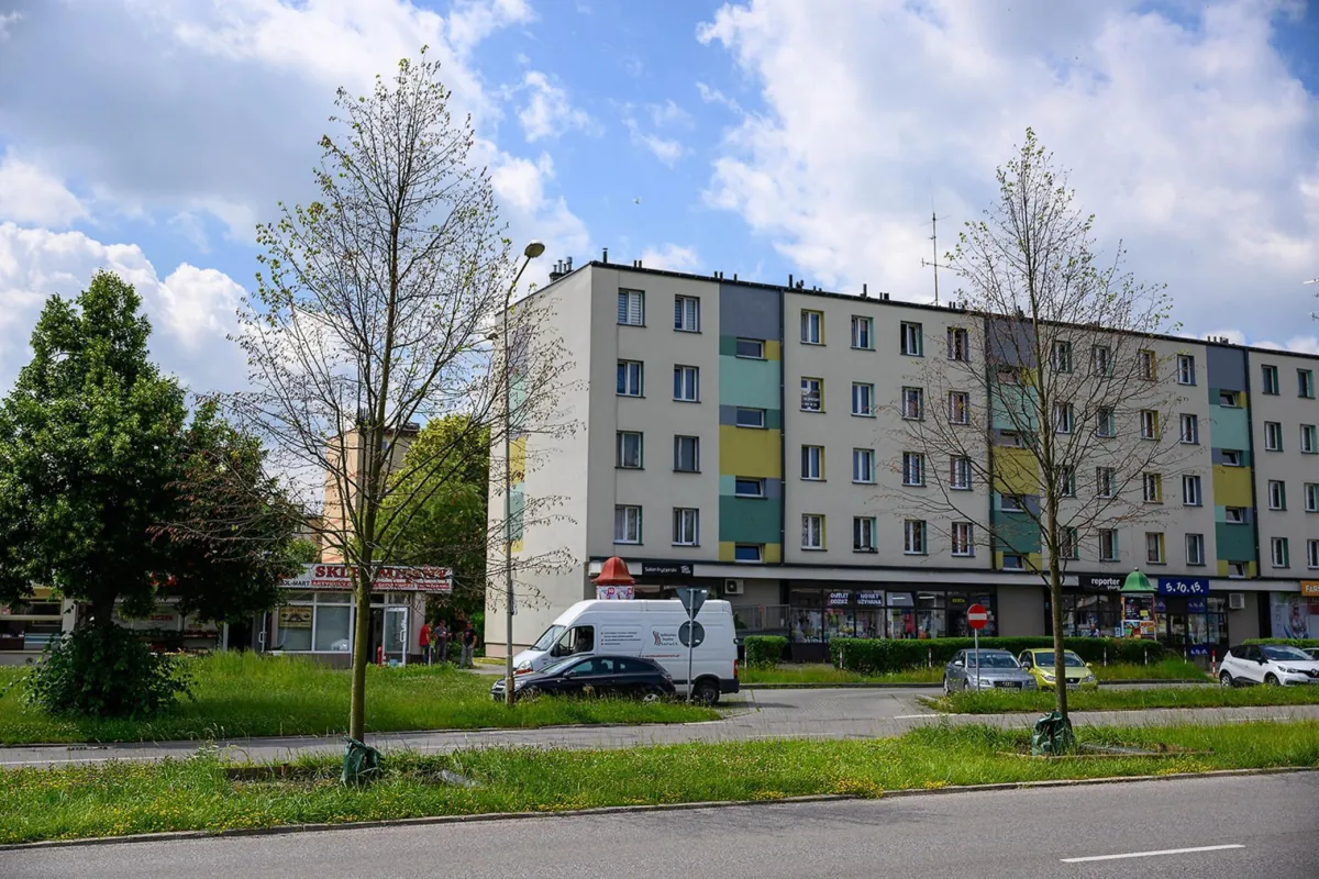 Tarnowscy urzędnicy: „drzewa mają się świetnie, nie są uschnięte”