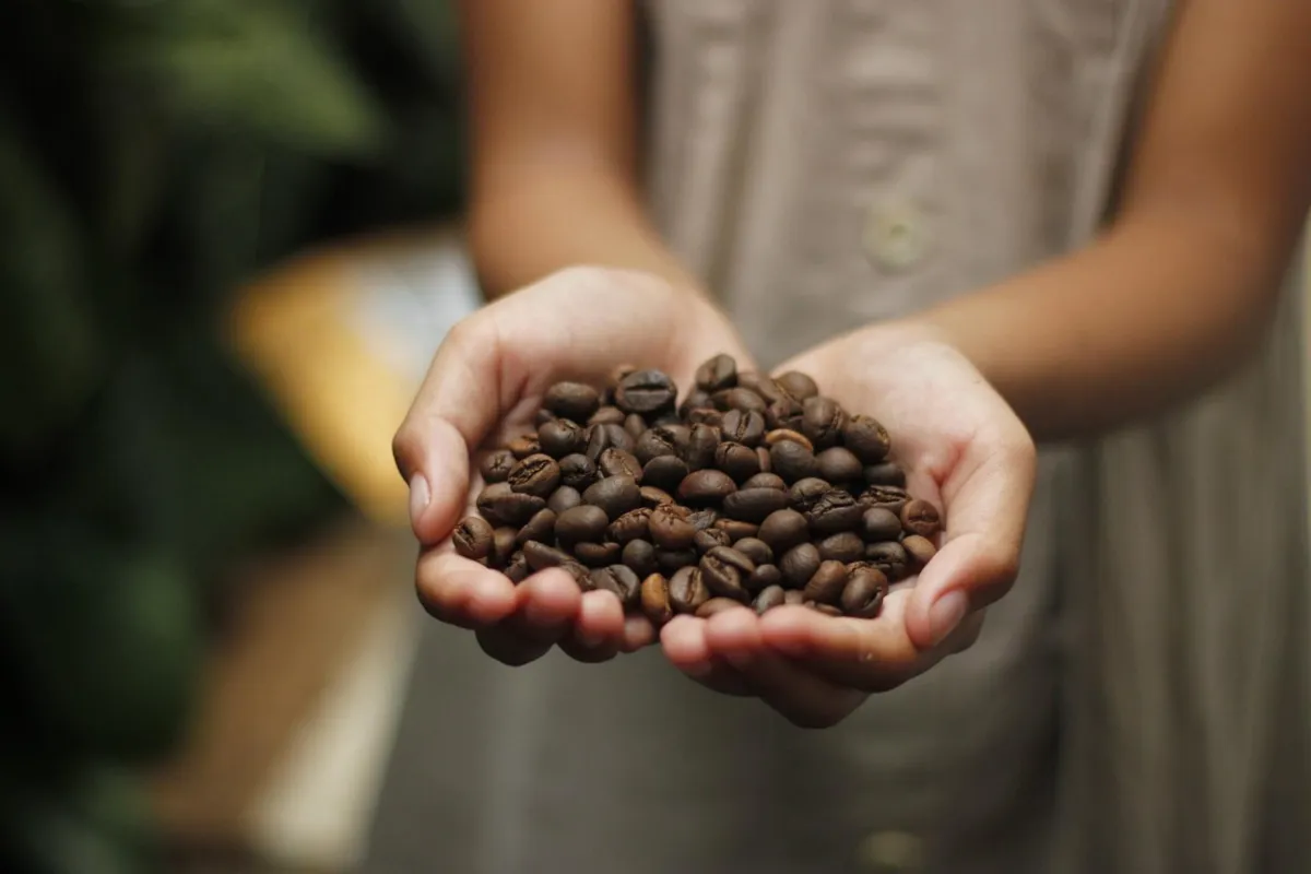 Kawa obchodzi swoje święto. Barista podpowiada, jak odróżnić dobre ziarna od kiepskich