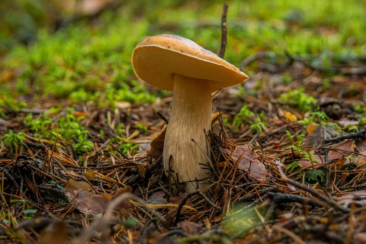 Na Sądecczyźnie sypnęło grzybami. Na targowiskach jednak jest drogo