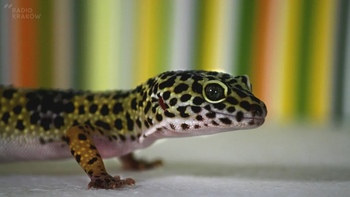 Martwy gekon na wystawie w krakowskim sklepie zoologicznym