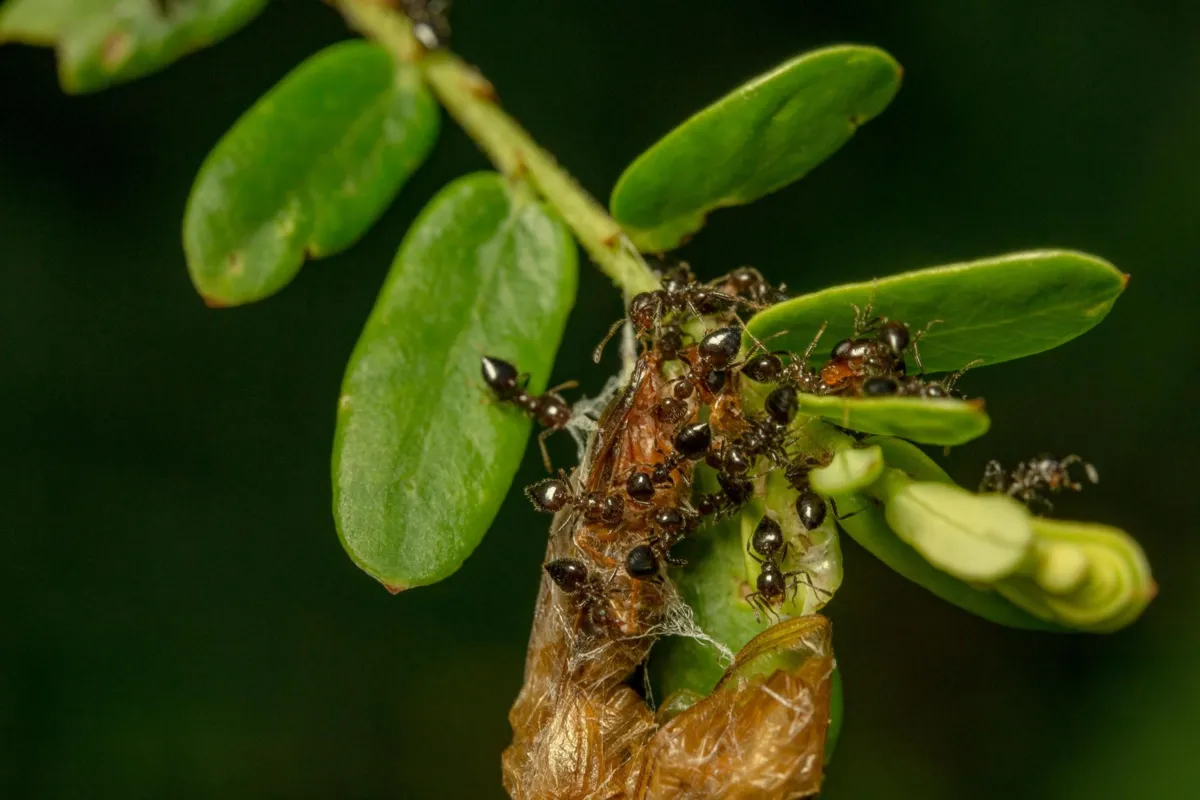Naturalne ozdoby drzew i krzewów – cuda tworzone przez owady i roztocza