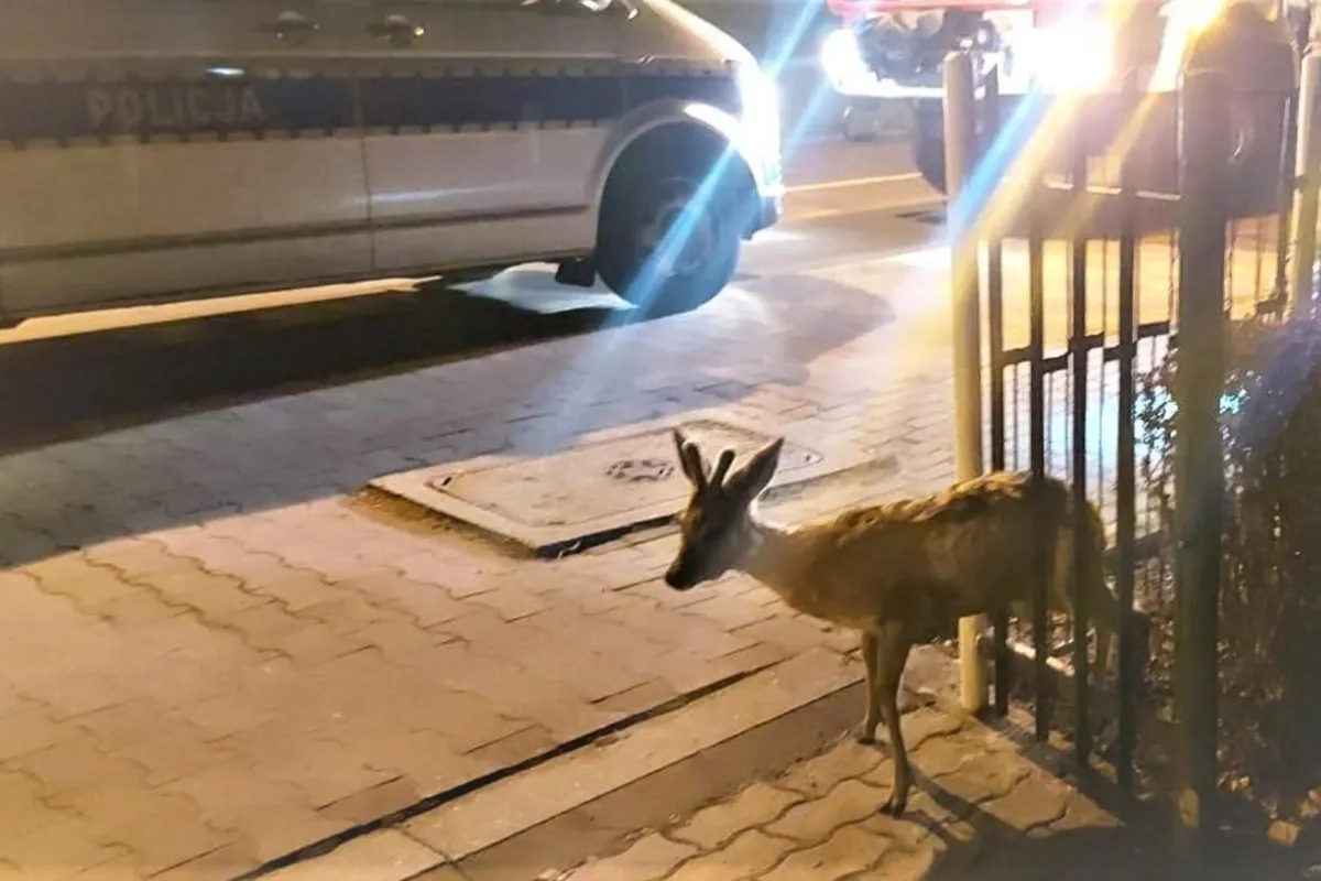 Oświęcim: policjanci ze strażakami ratowali... jelonka